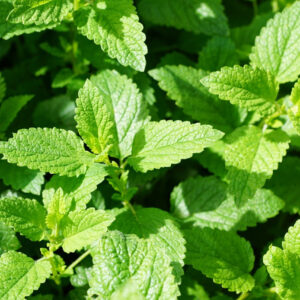 mint bush